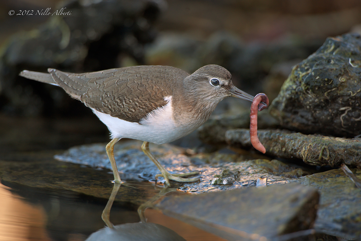 sandpipers hunting