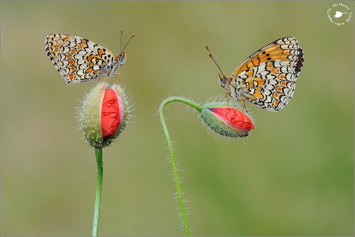 Poppies and Melitee ....