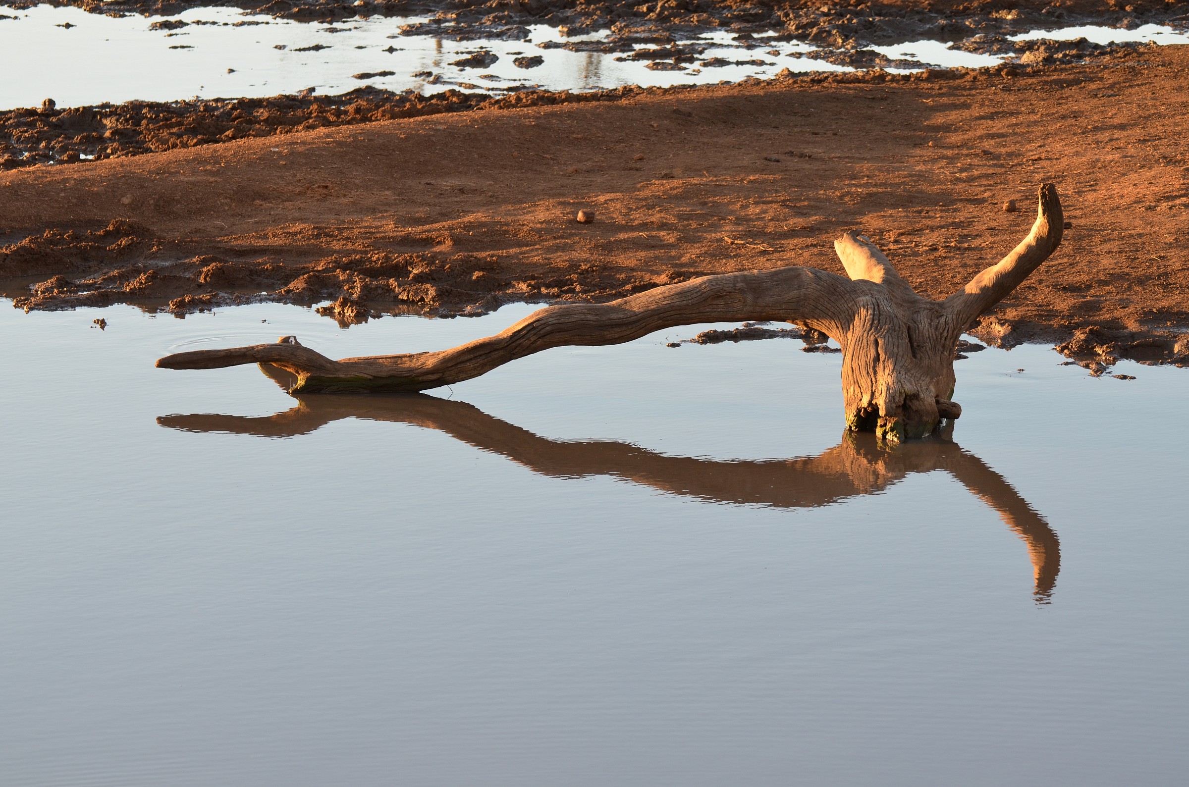 Ramo che si specchia