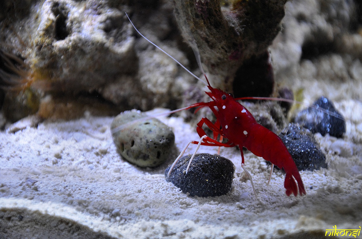 Shrimp (Lysmata debelius)