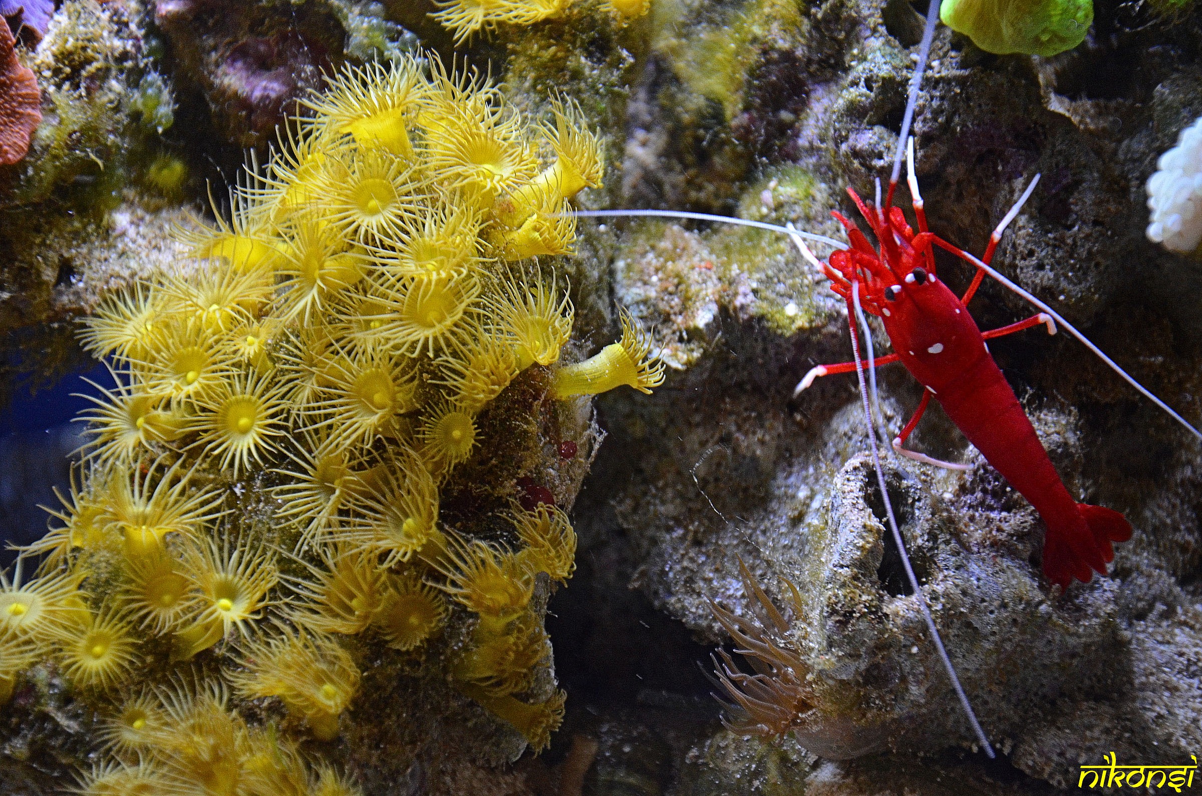 Lysmata debelius and Parazoanthus