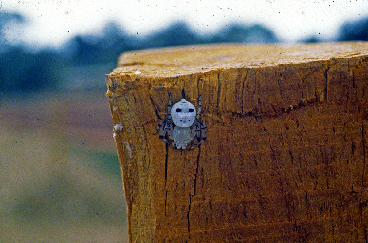 Spider in Cameroon - Slide 1982