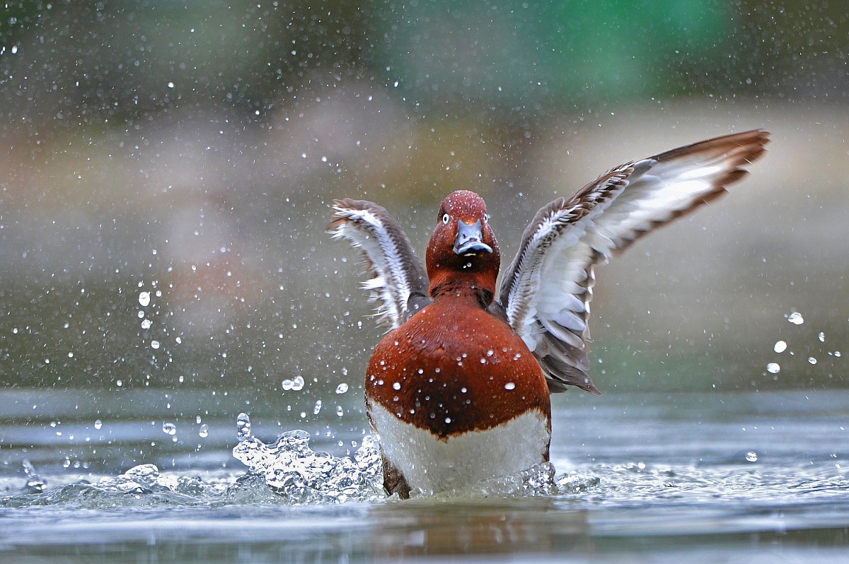 And bring all m'incazzzzzzz