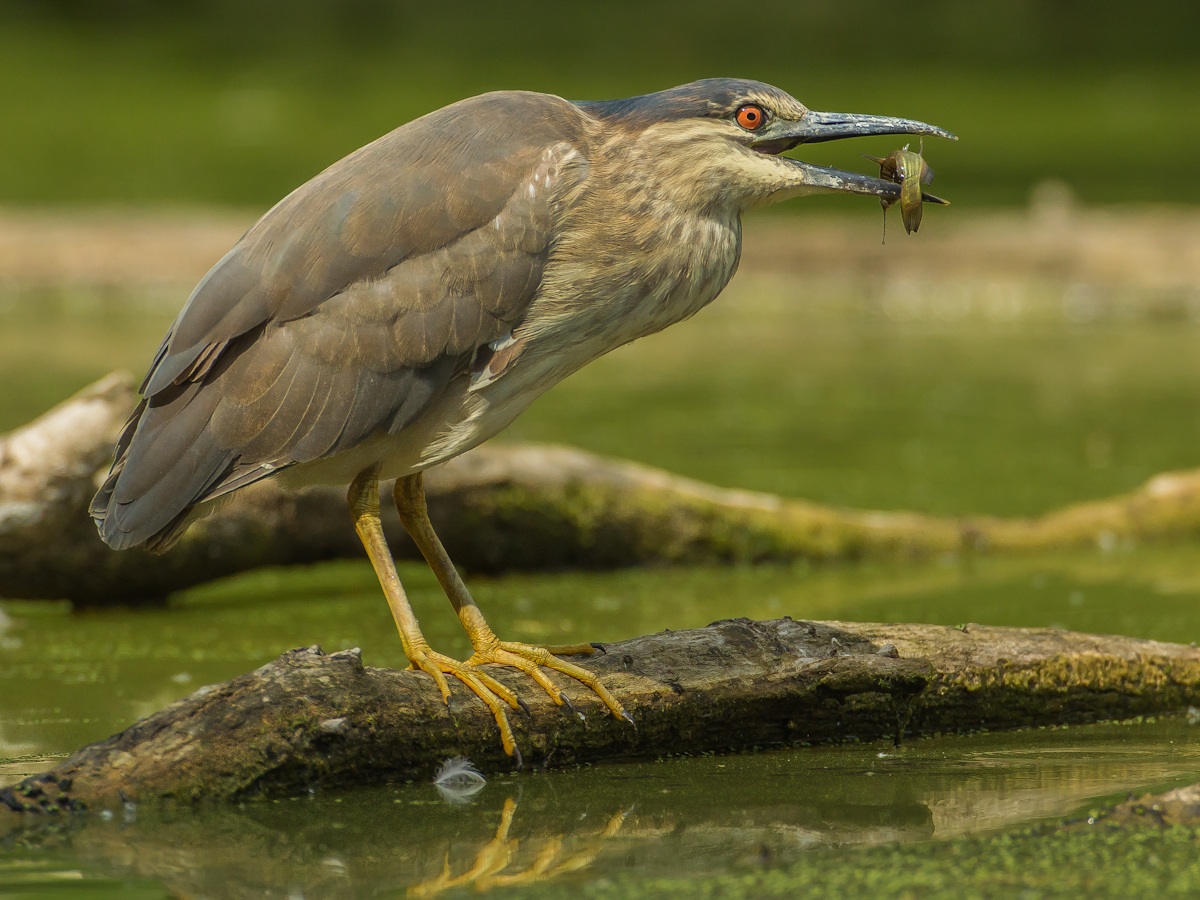 nitticora giovane con preda