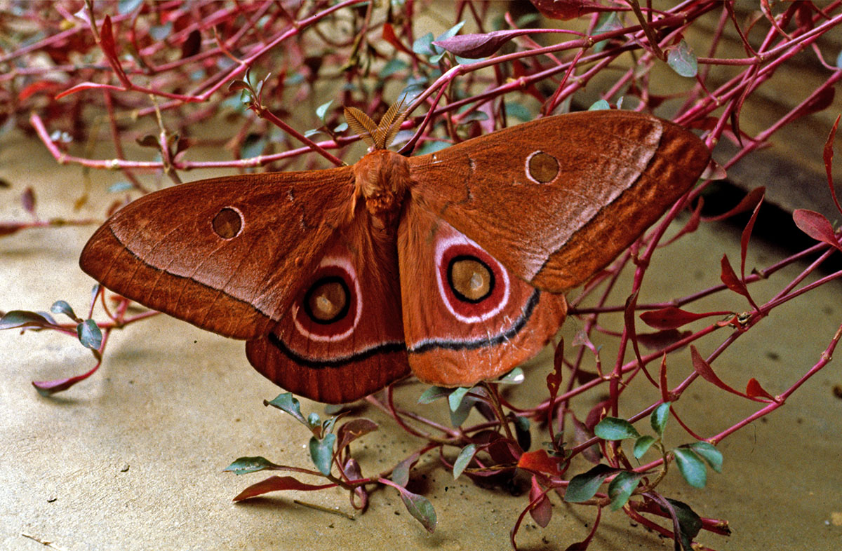 Imbrasia epimethea