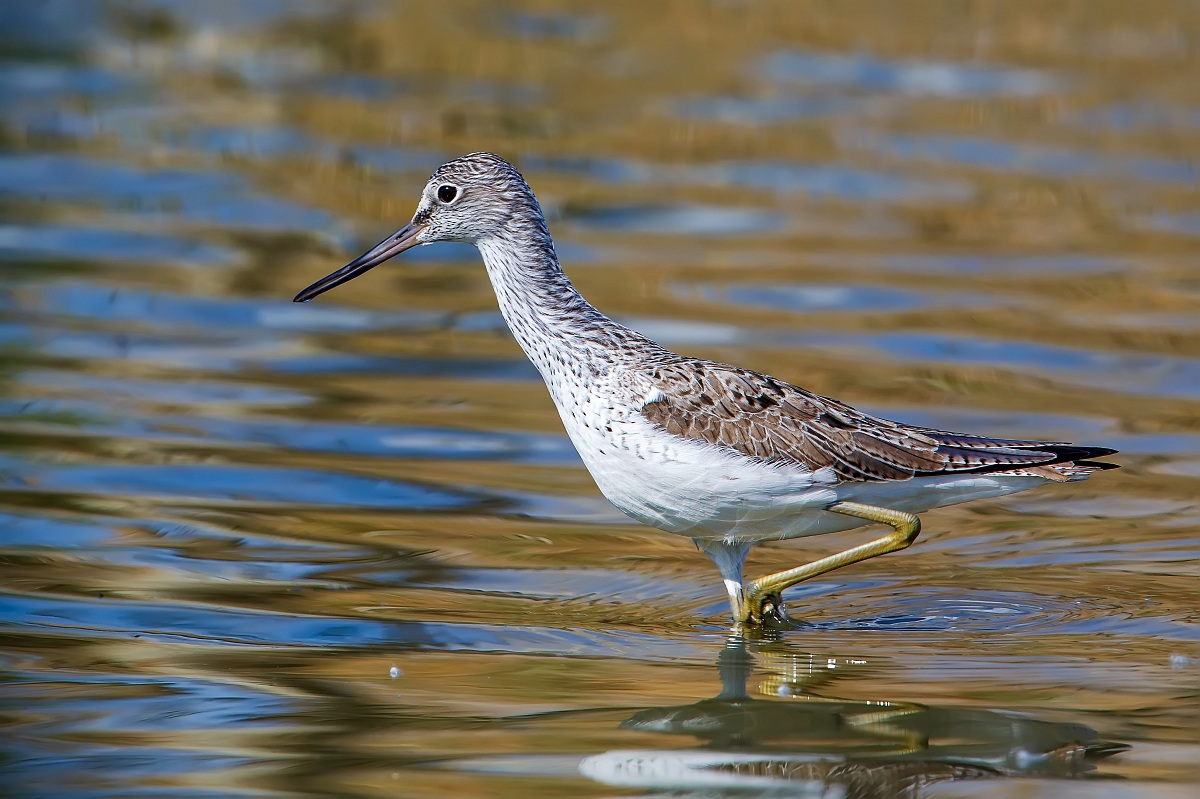 Greenshank