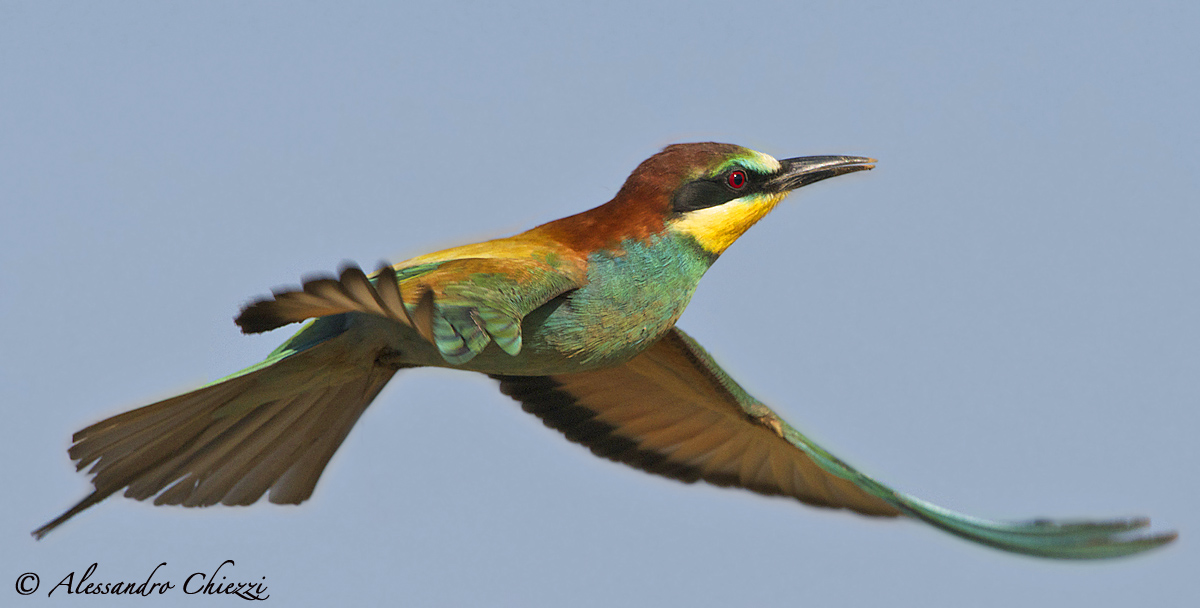Elegance in flight