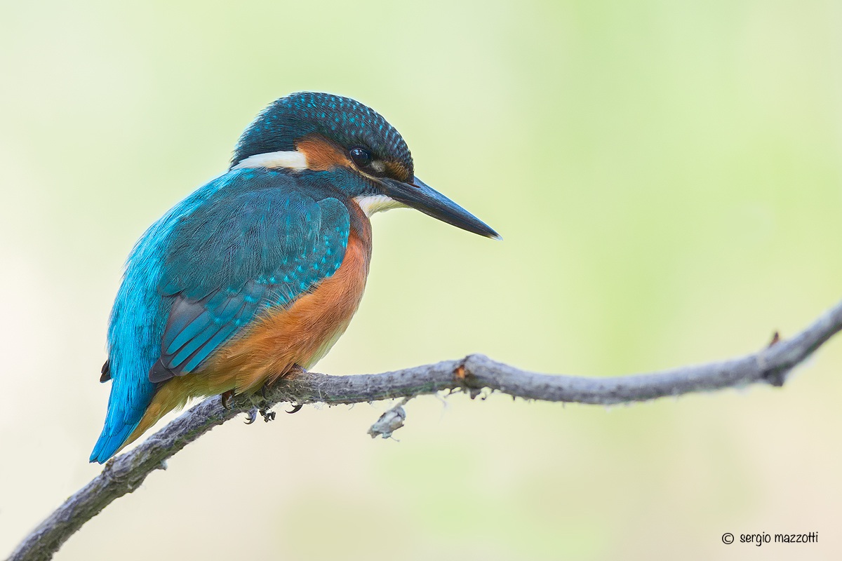 Kingfisher