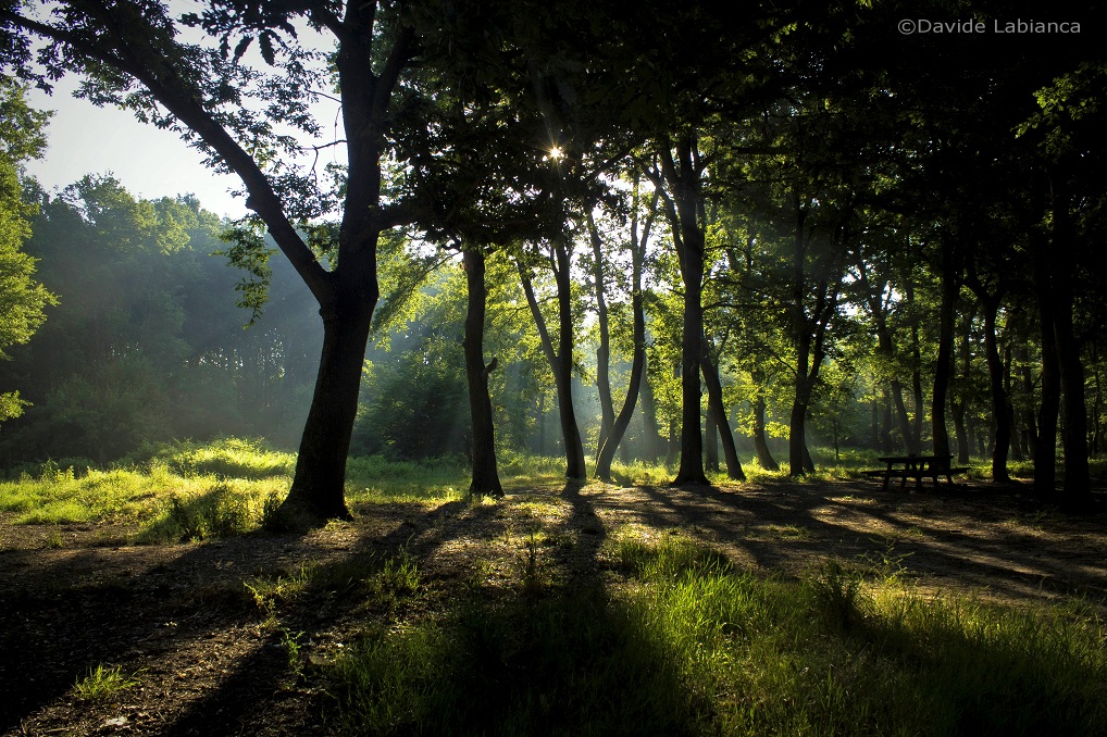 The lights in the woods