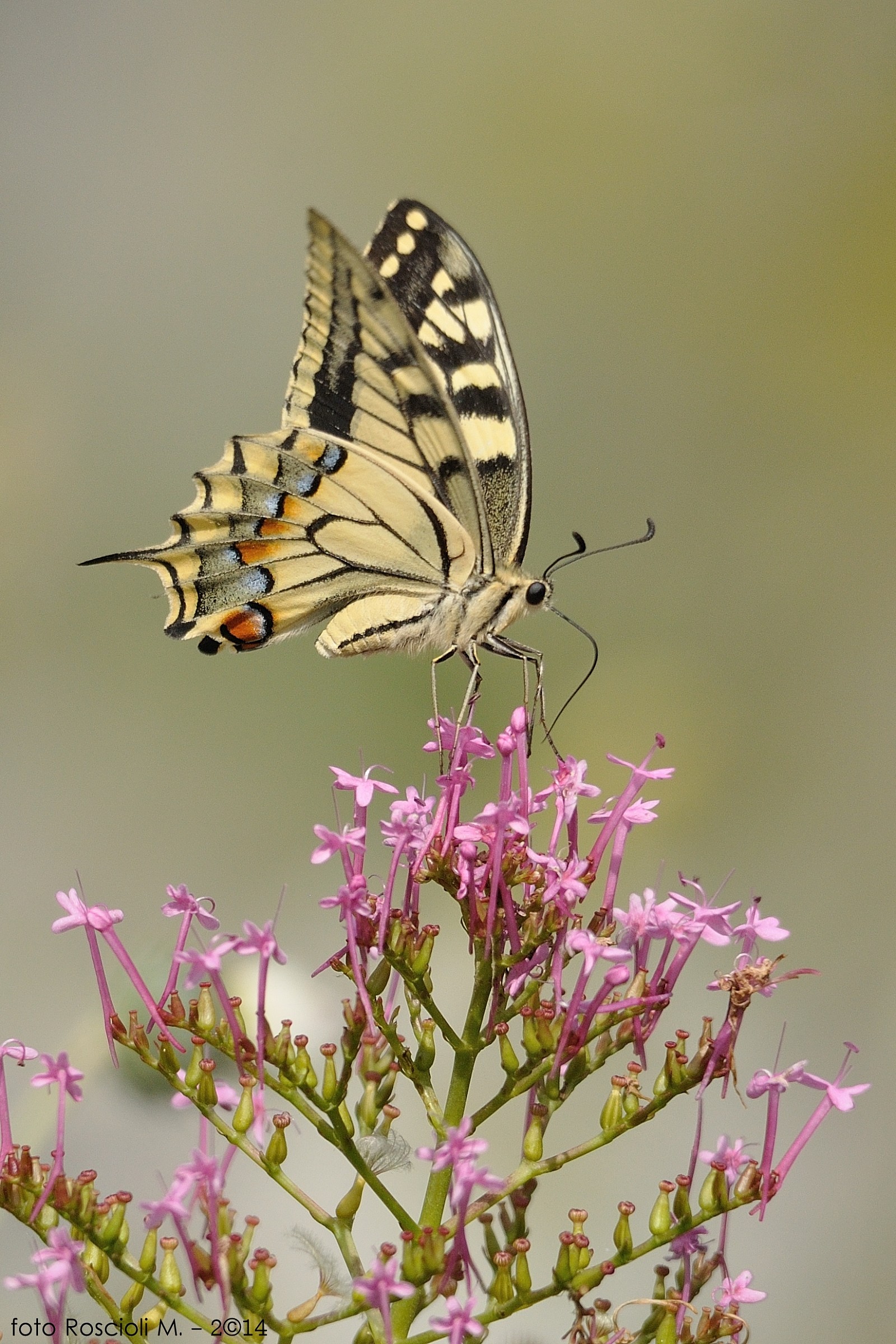 Machaon