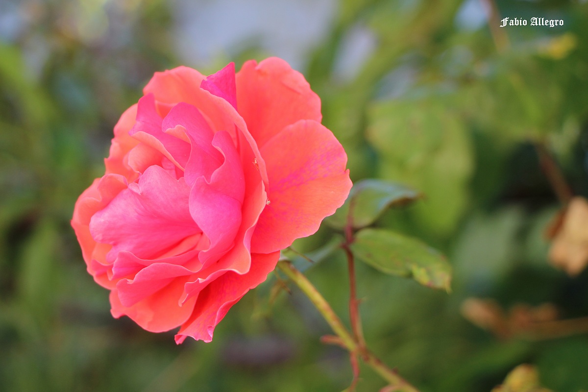 divine plan of nature for the sake