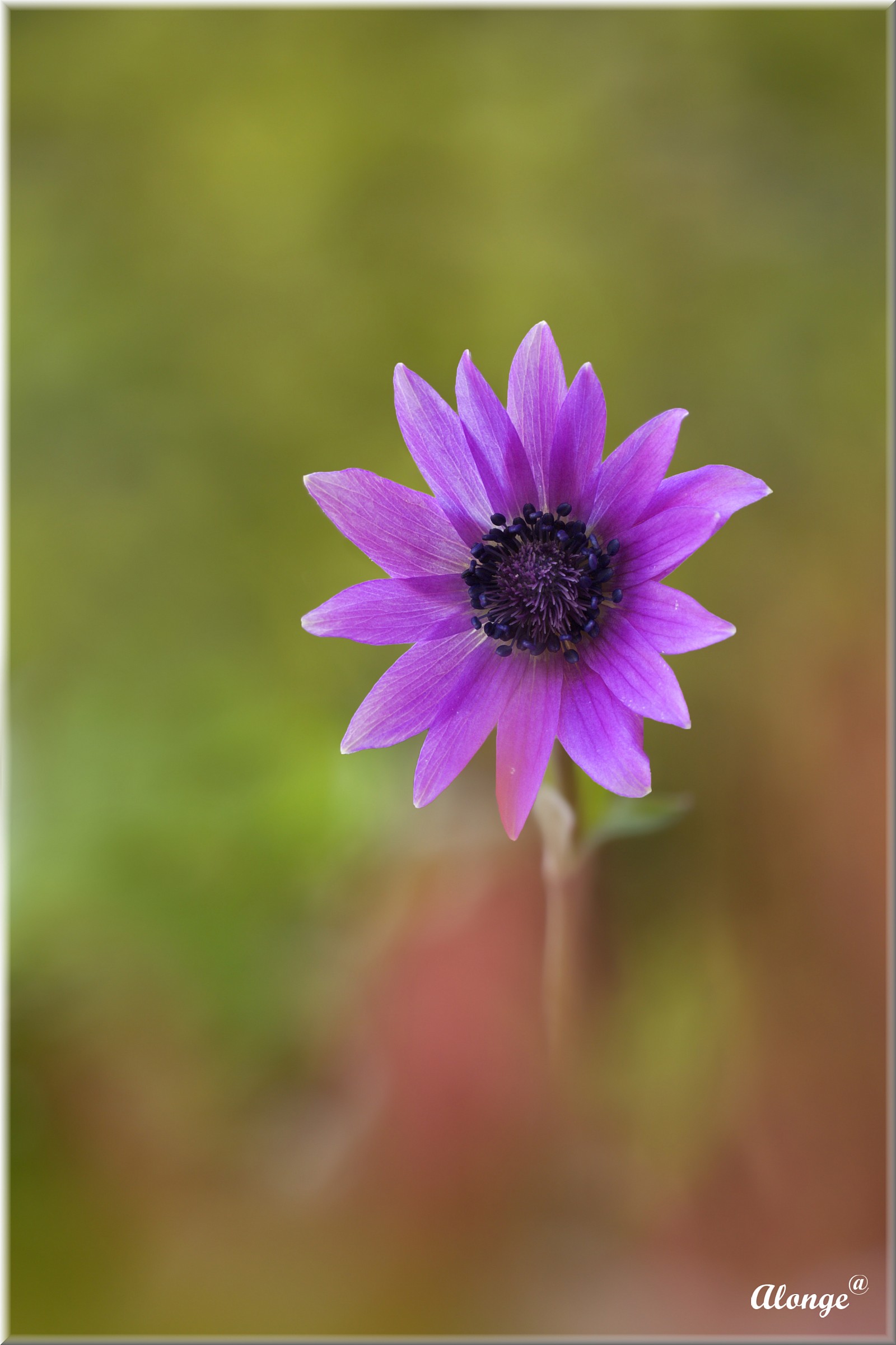Purple Anemone