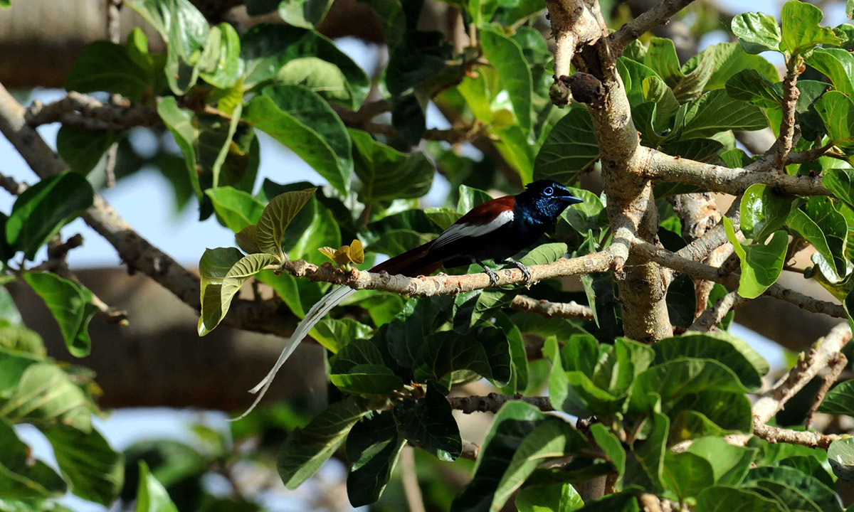 Terpsiphone viridis African Paradise-flycatcher