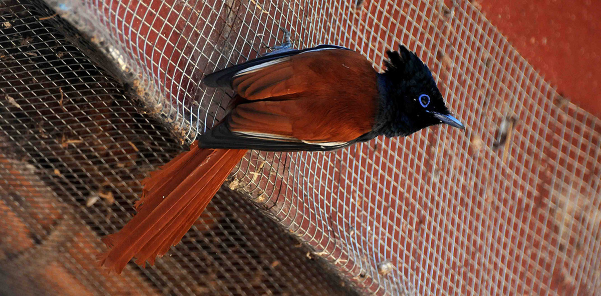 Terpsiphone viridis African Paradise-flycatcher