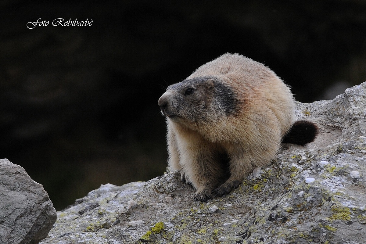 Marmotta....