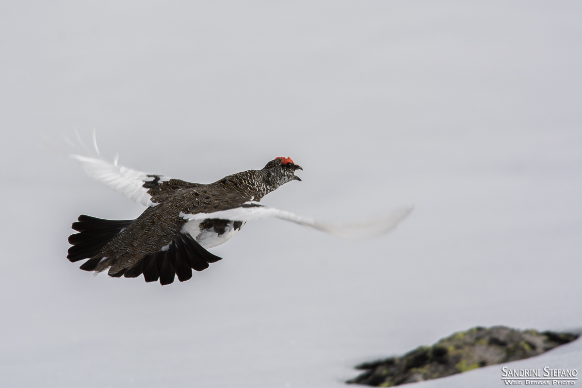 Pernivìce in Flight
