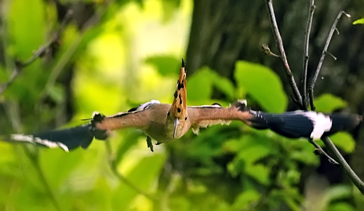 Hoopoe fly front