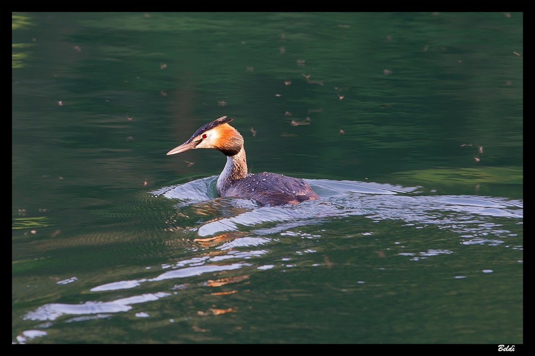 Grebe in Ticino