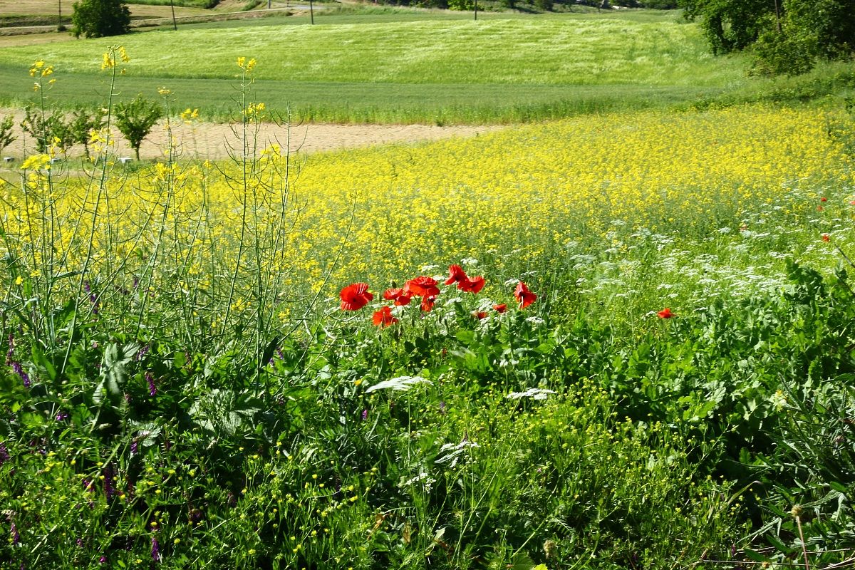 Fiori di campo