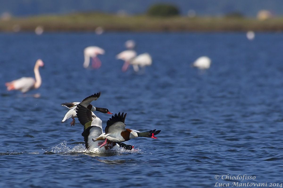 Volpoche - Cosa si fa per ....un po' di piuma!