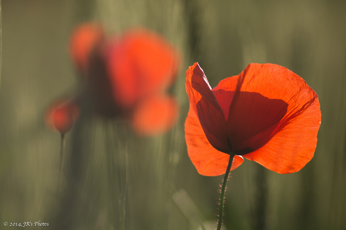 Papaveri contro luce