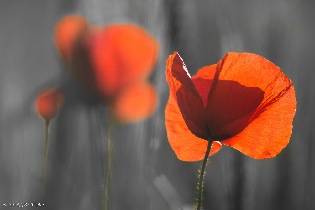 Esperimento di B/N selettivo