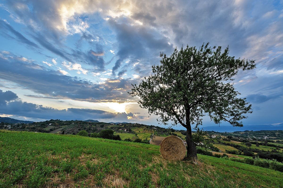 Un albero frena la corsa