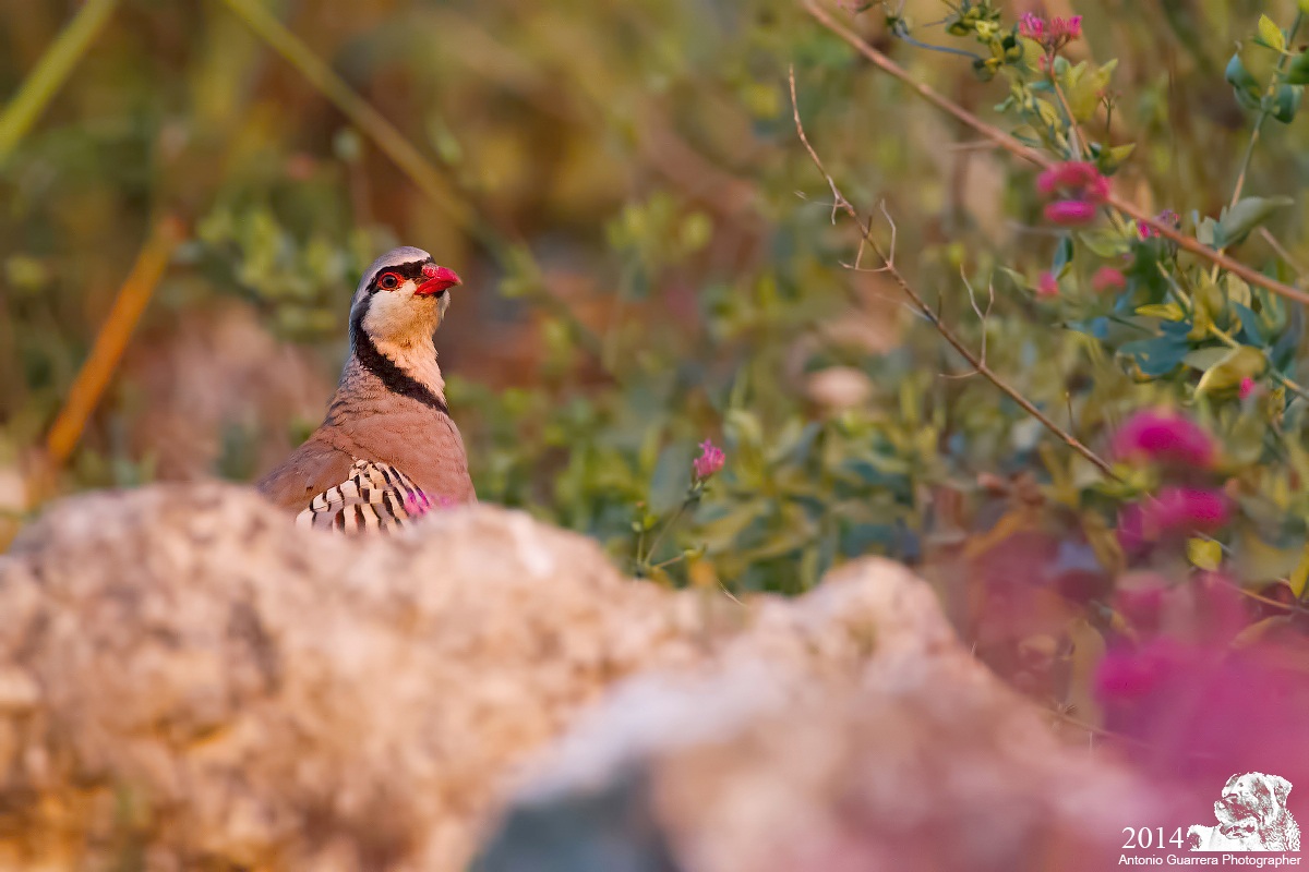 Coturnice di Sicilia...verso il tramonto