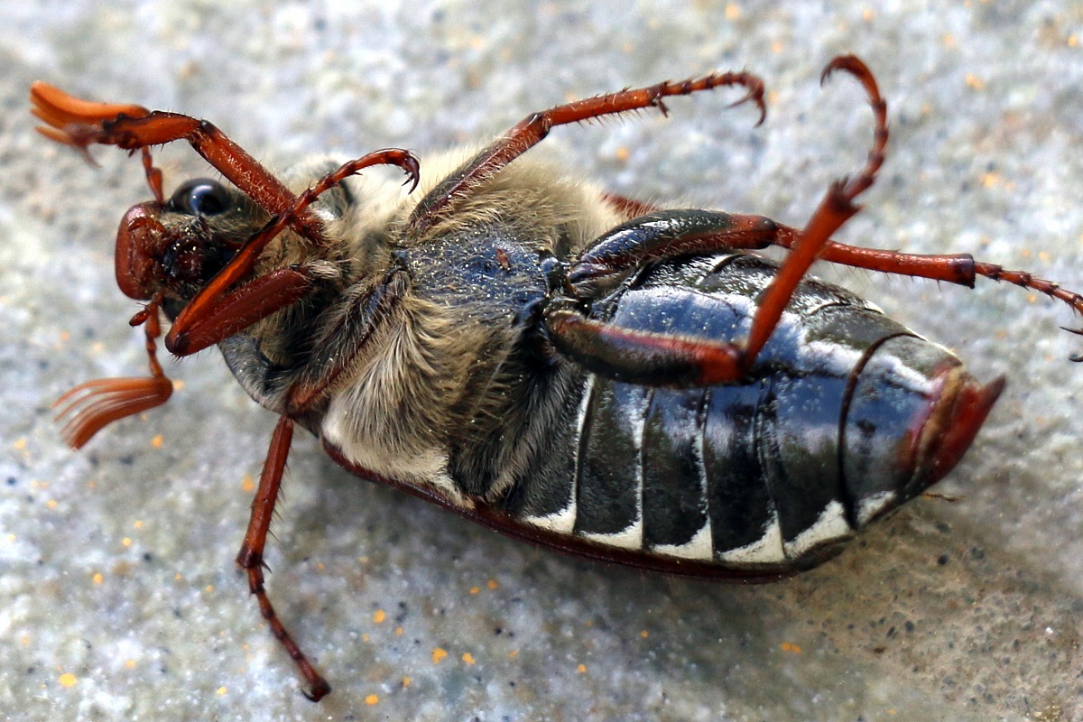 Risate a crepapelle!