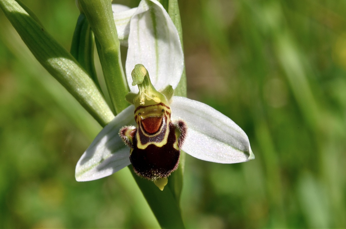Ophrys apifera