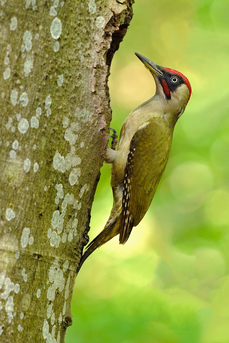Green Woodpecker m.