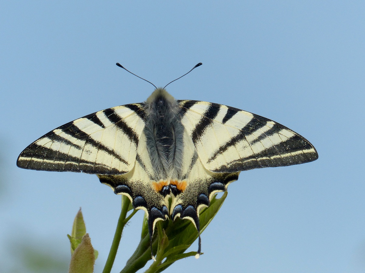 Podalirius - Scarce Swallowtail