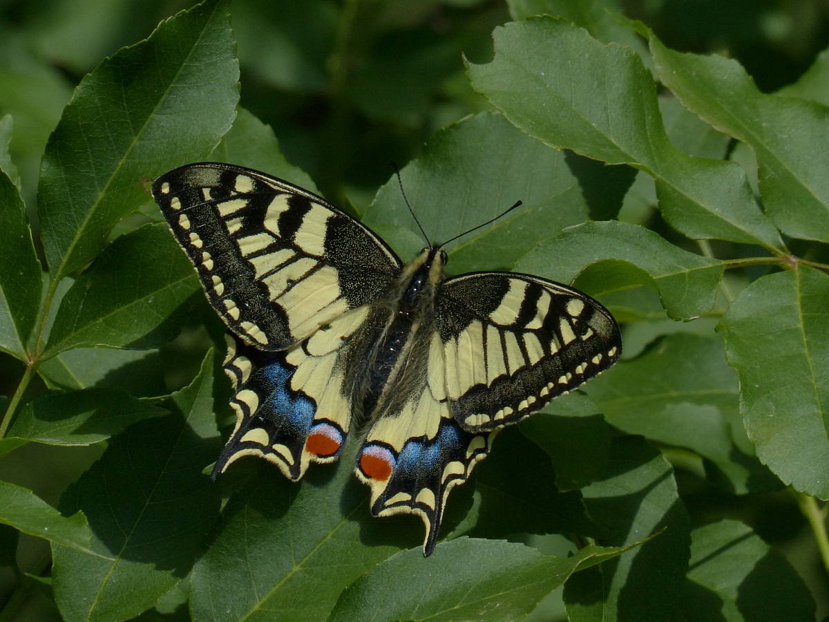 Swallowtail - Papilio machaon