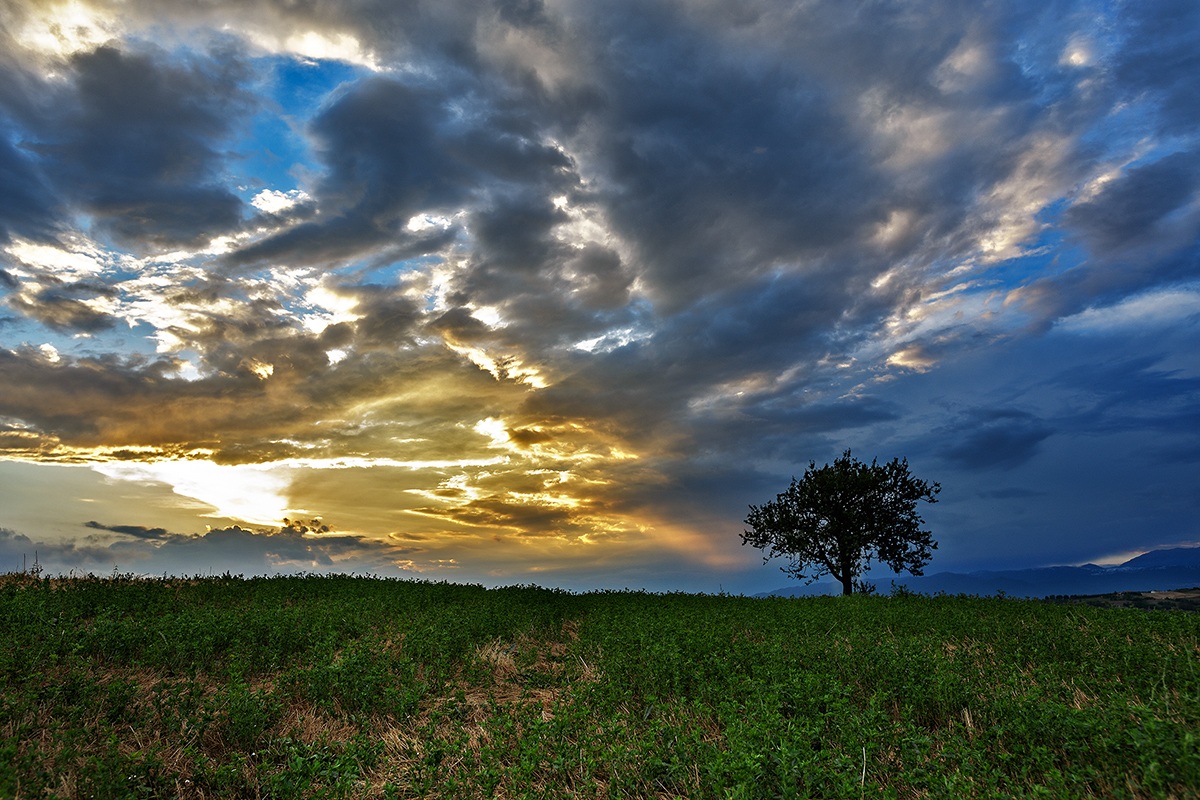 un albero al tramonto