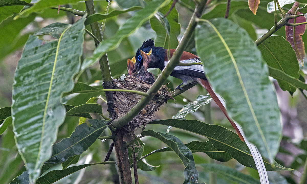 Terpsiphone viridis African Paradise-flycatcher
