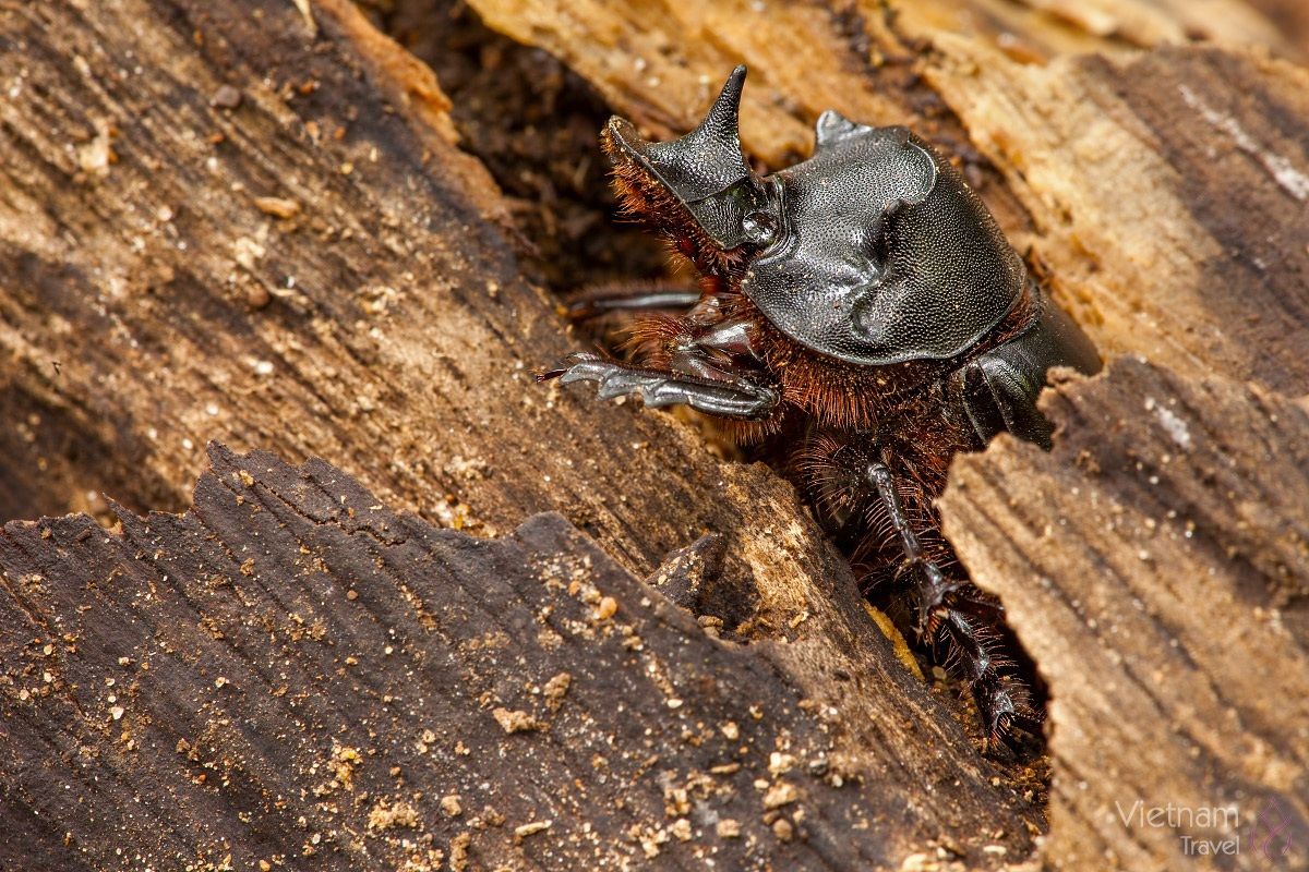 Lucanus