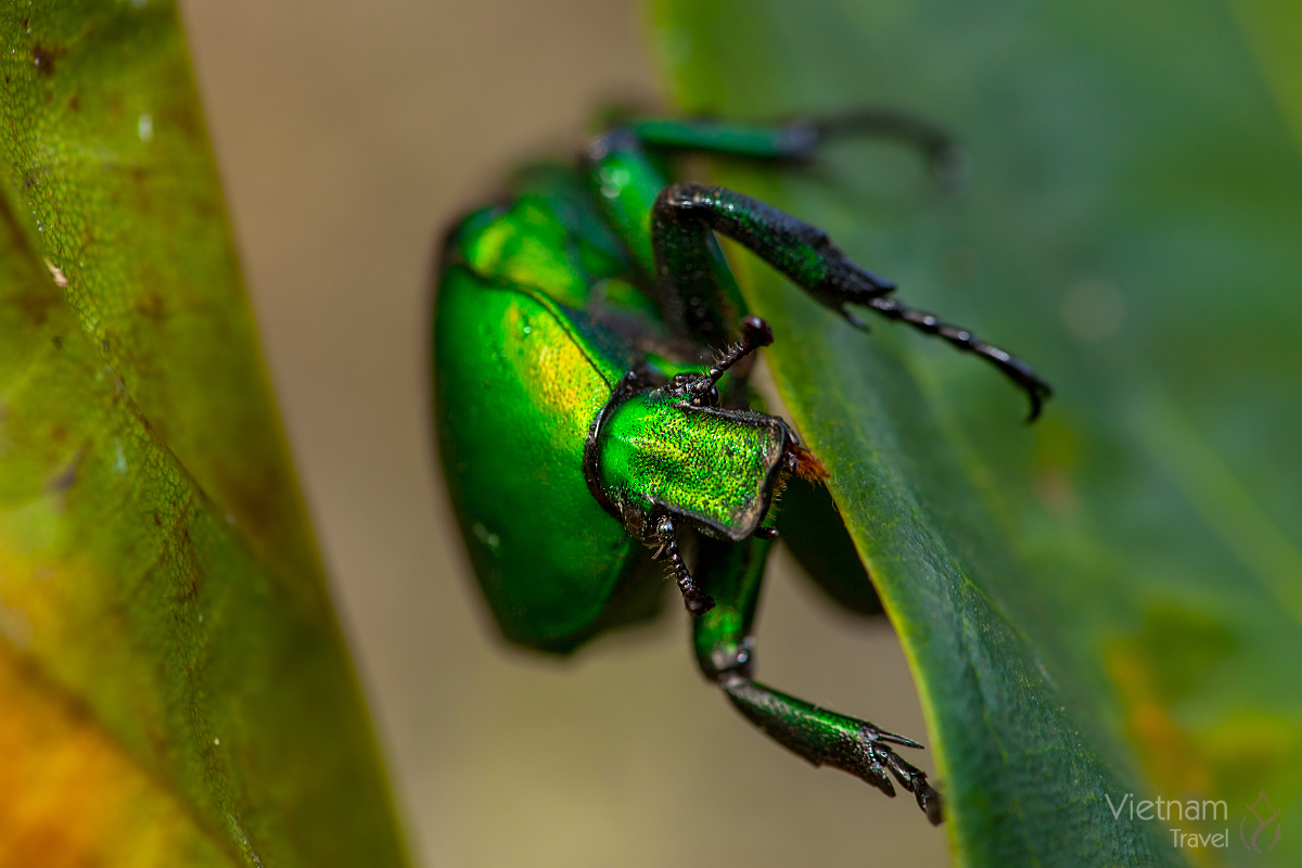 Trigonophorus riaulti