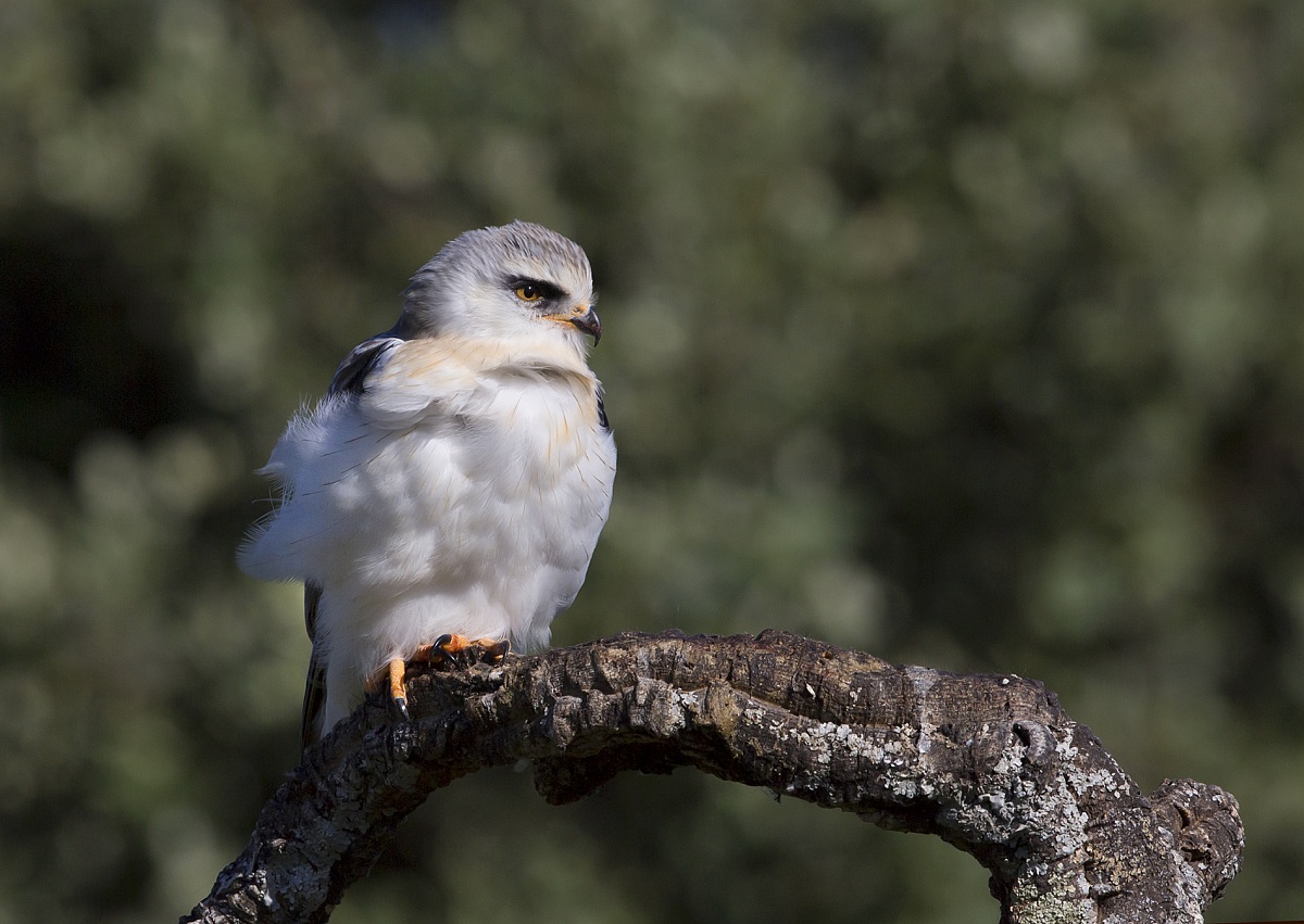 nibbio bianco (giovane)