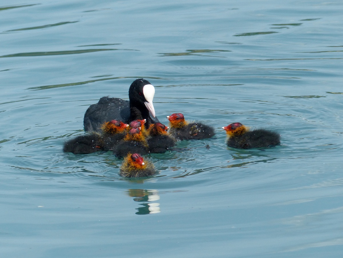 Coot with 7 of his 8 children