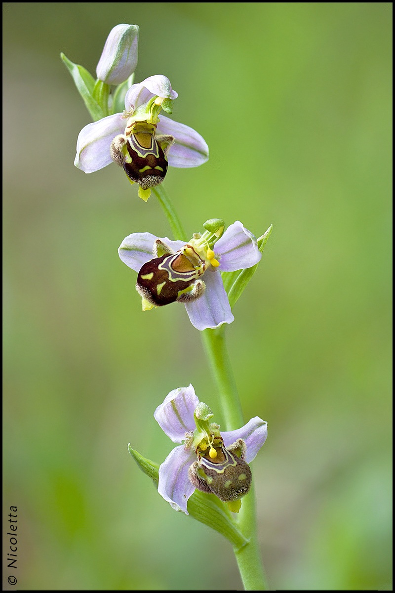 Bee Ophrys