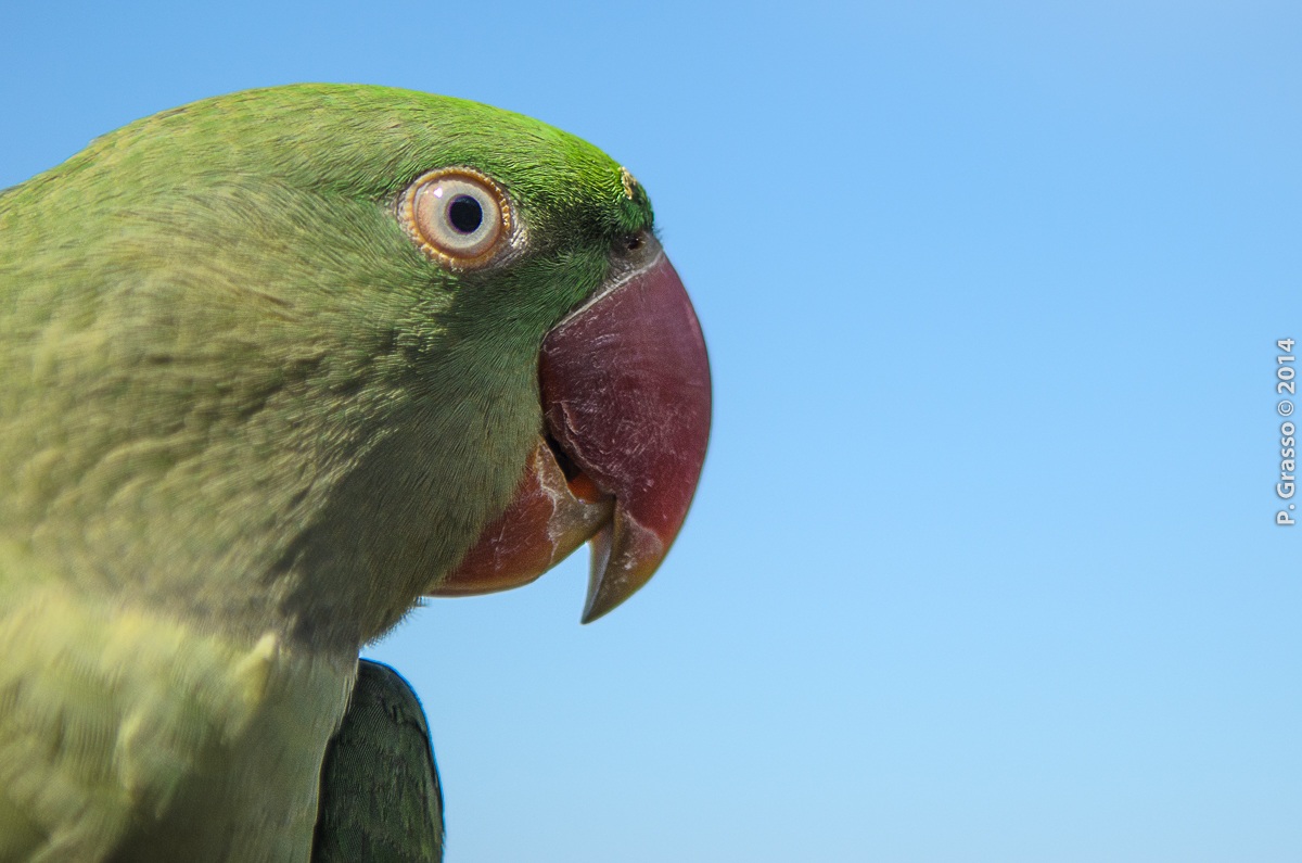 Portrait of a parakeet