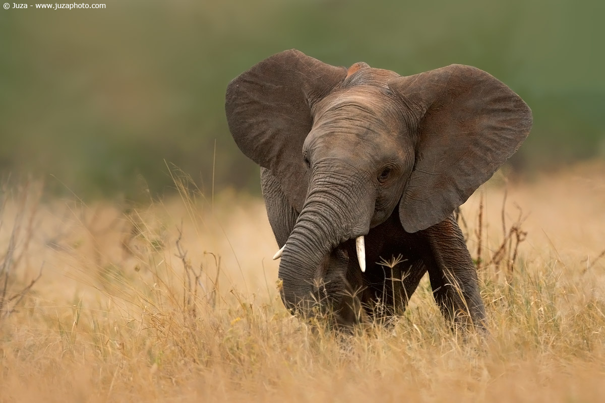 Loxodonta africana (Elefante), 007711