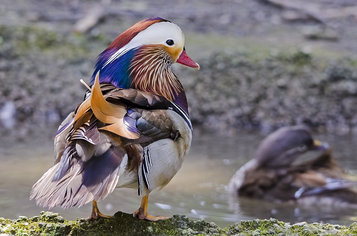 Mandarin Duck