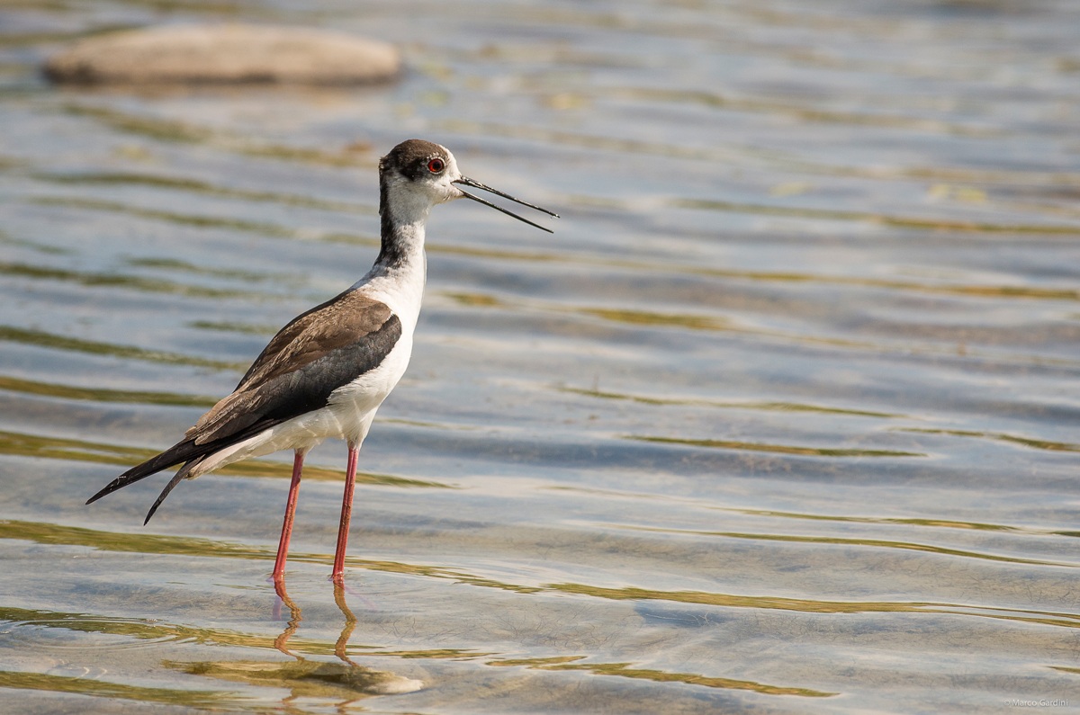 Cavaliere nel suo Regno