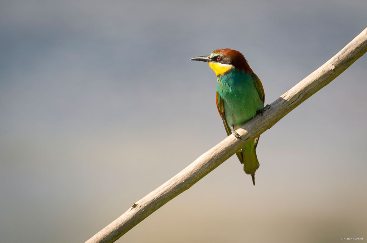 Bee-Eater