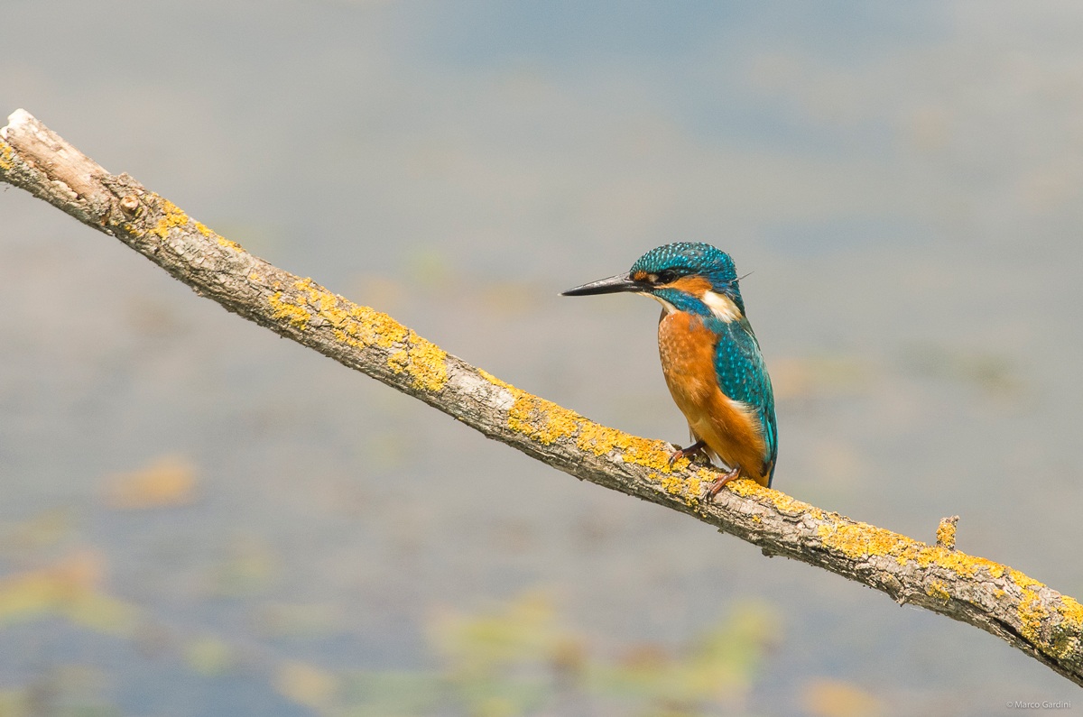 Kingfisher