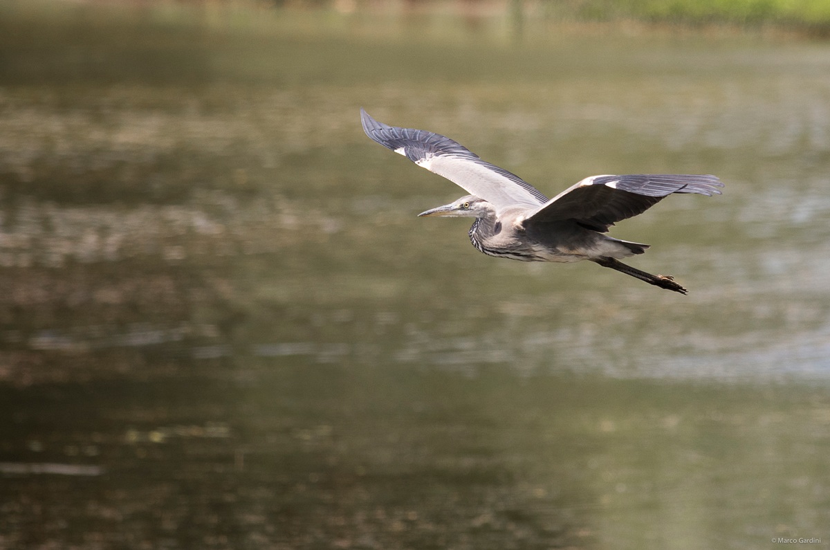 The King of the swamp