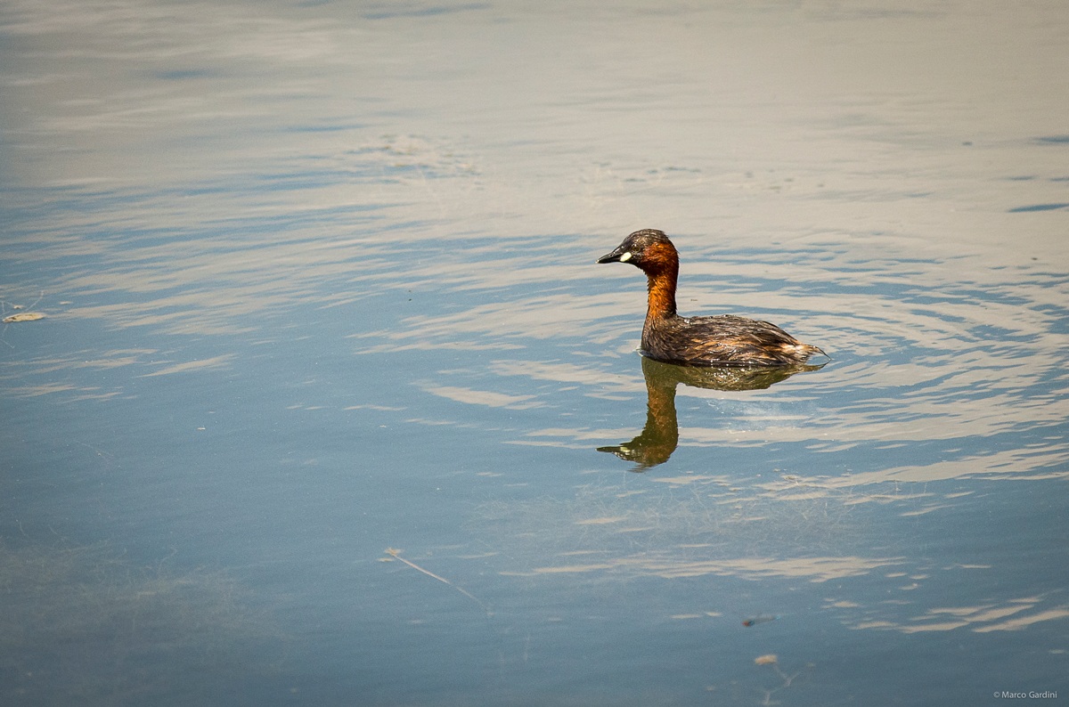 Little Grebe