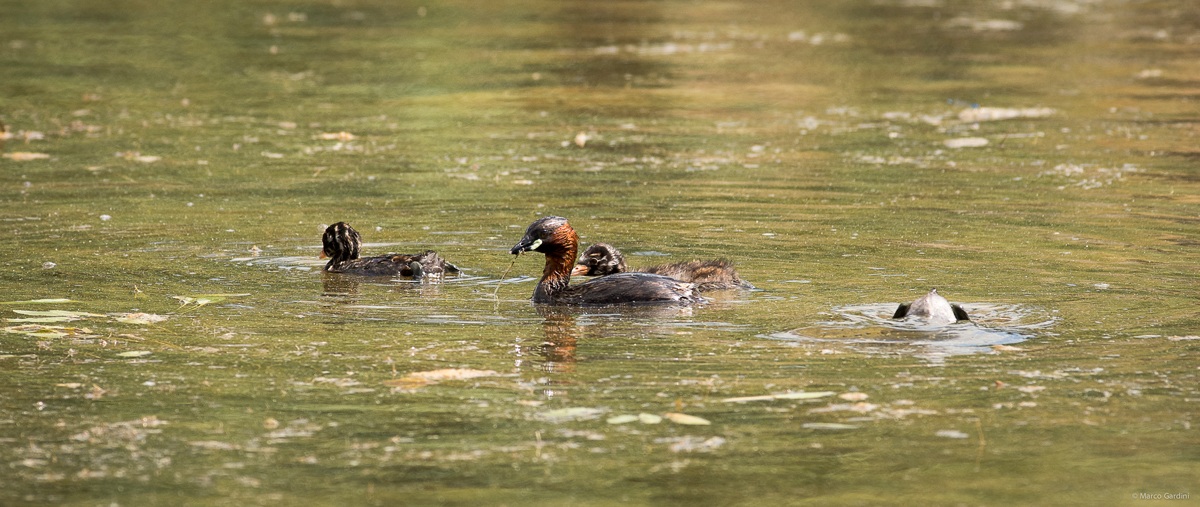Little Grebe and family ..