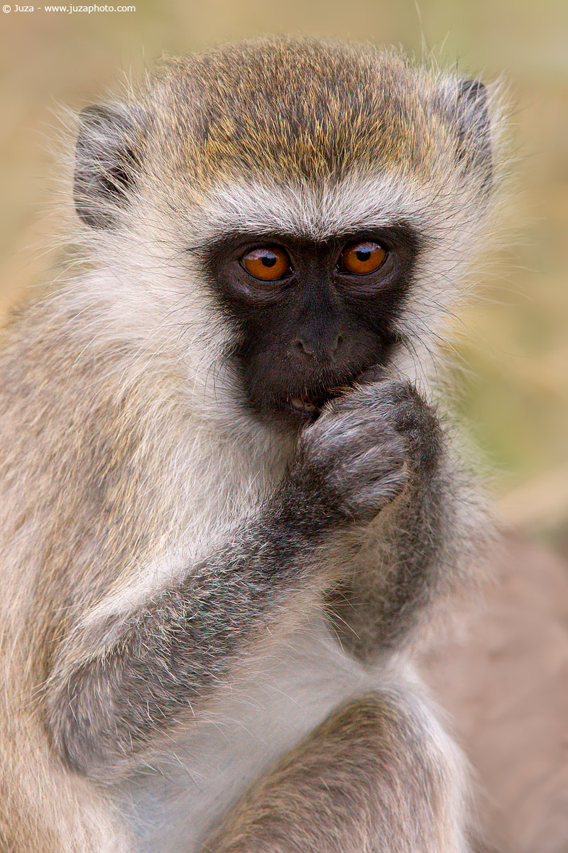 Cercopithecus aethiops, 007764